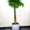8-38f8783e-4601-4271-a3e8-a604abc62b78-7 One Potted XL Feng Shui Single Stem Chinese Money Tree or Pachira Aquatica
