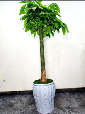 One Potted XL Feng Shui Single Stem Chinese Money Tree or Pachira Aquatica