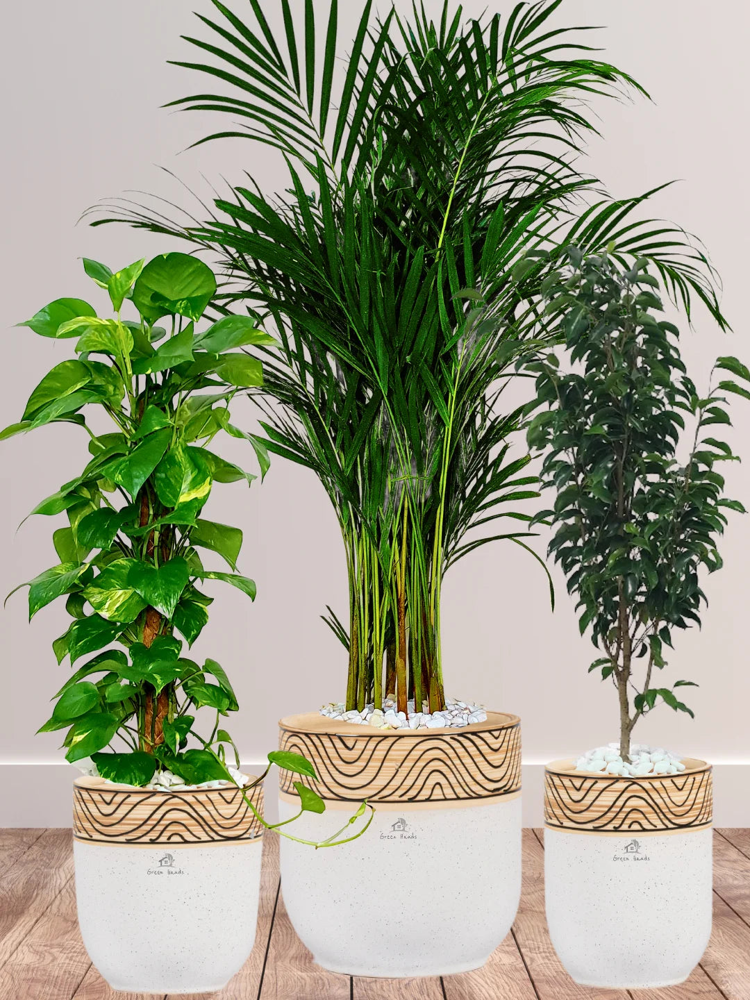 Potted Areca Palm, Ficus Benjamina, Large Money Plant in Standard Ceramic Wooden White Pots