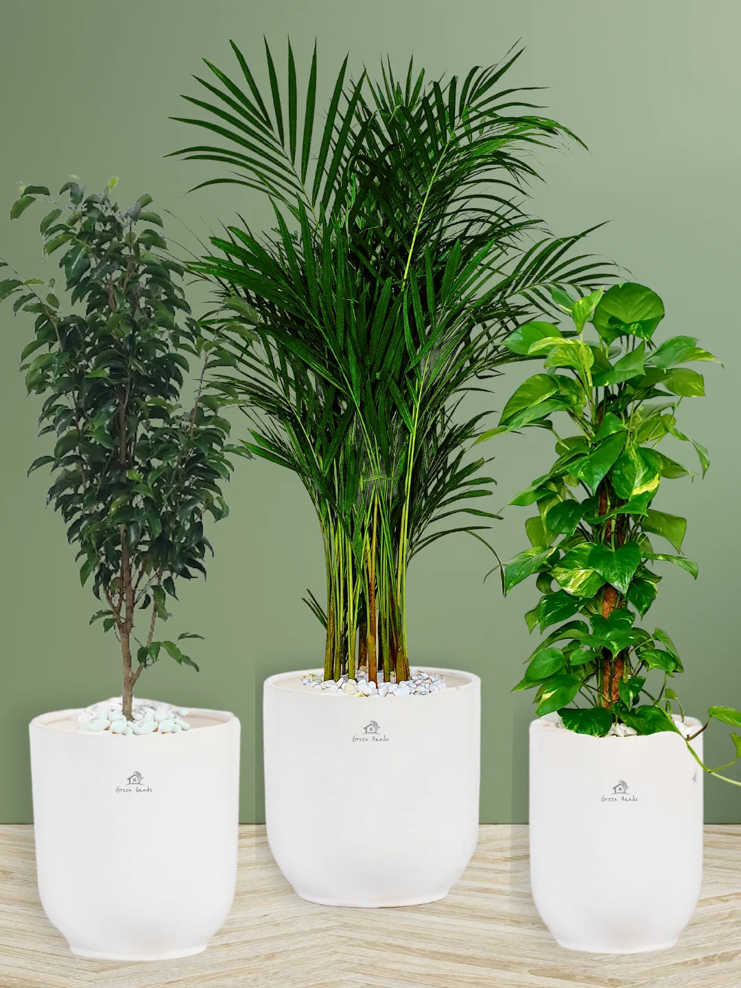 Potted Areca Palm, Ficus Benjamina, Large Money Plant in Standard Ceramic Glossy White Pots