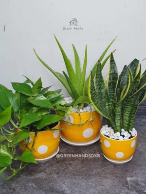 8_1e4aa55a-740d-4bac-b4bf-1eb4a4ab9bae Potted Aloe Vera, Money Plant and Snake Plants bundle in yellow polka dotted pots