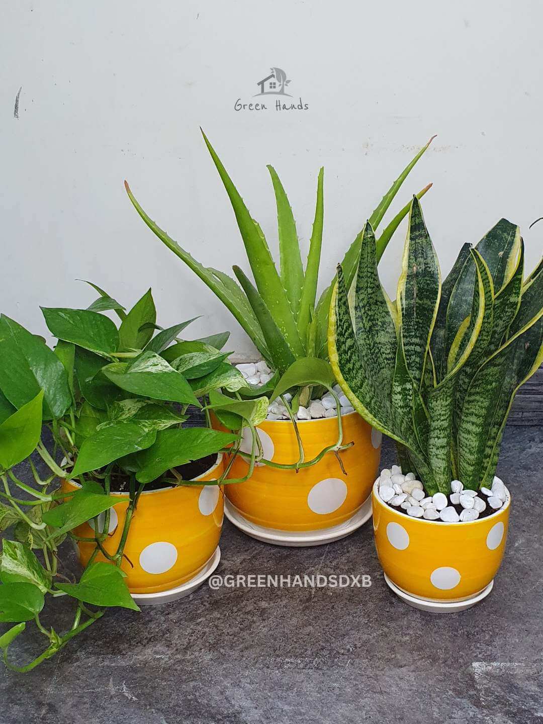Potted Aloe Vera, Money Plant and Snake Plants bundle in yellow polka dotted pots
