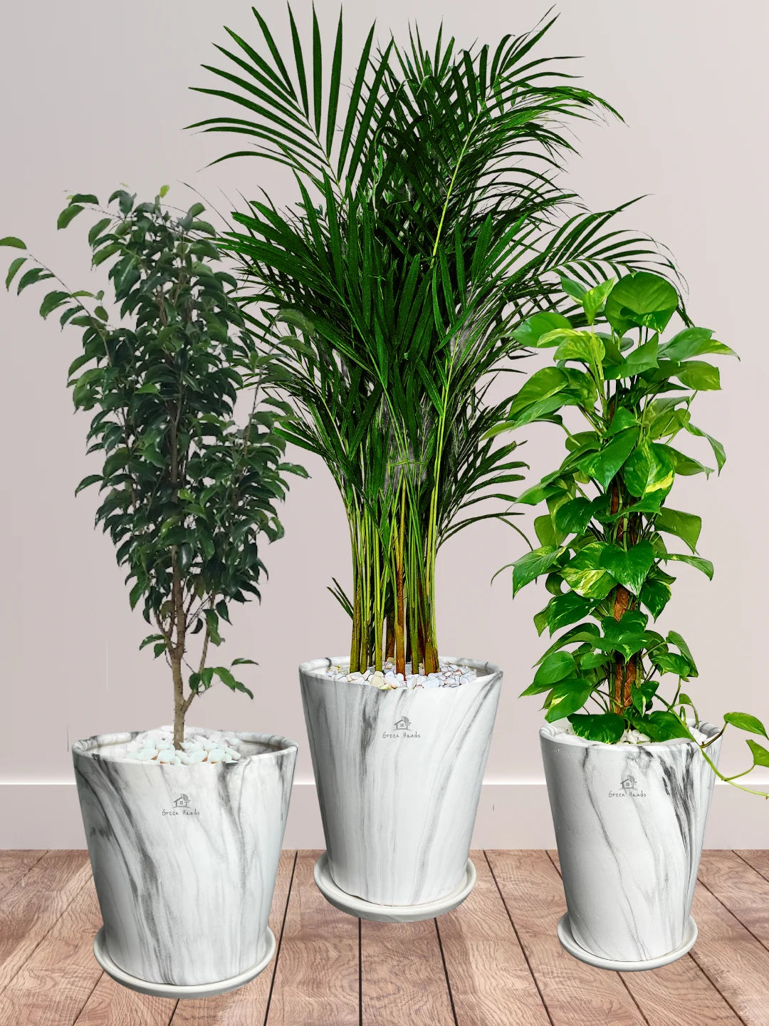 Potted Areca Palm, Ficus Benjamina, Large Money Plant in Premium Ceramic Marble Grey Pots