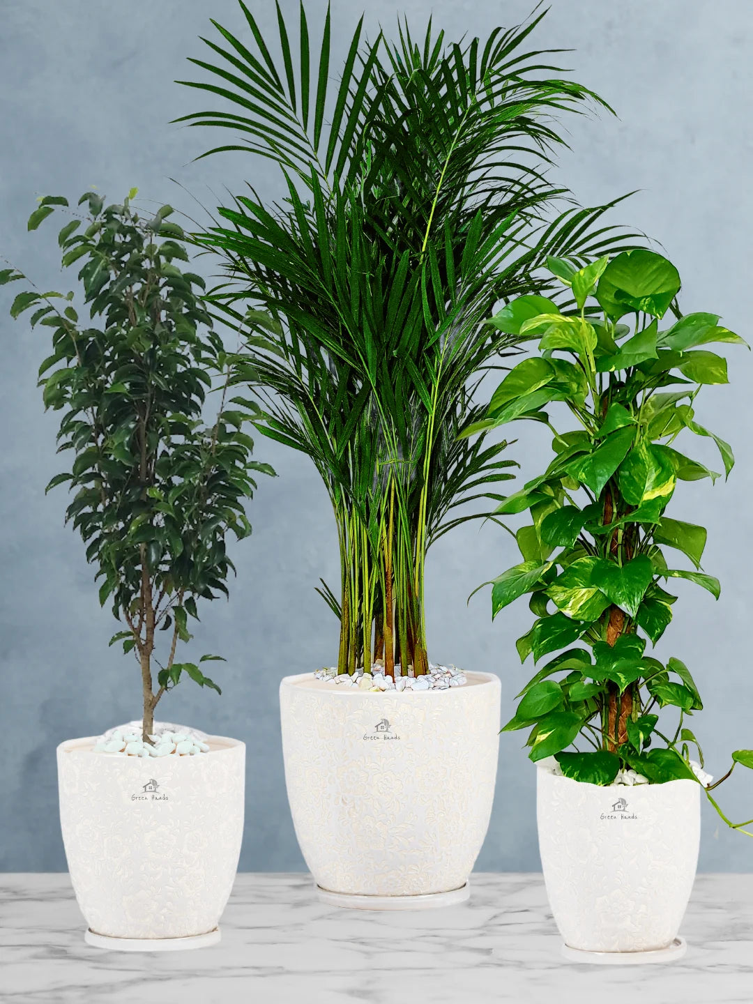 Potted Areca Palm, Ficus Benjamina, Large Money Plant in Premium Ceramic Blossom White Pots