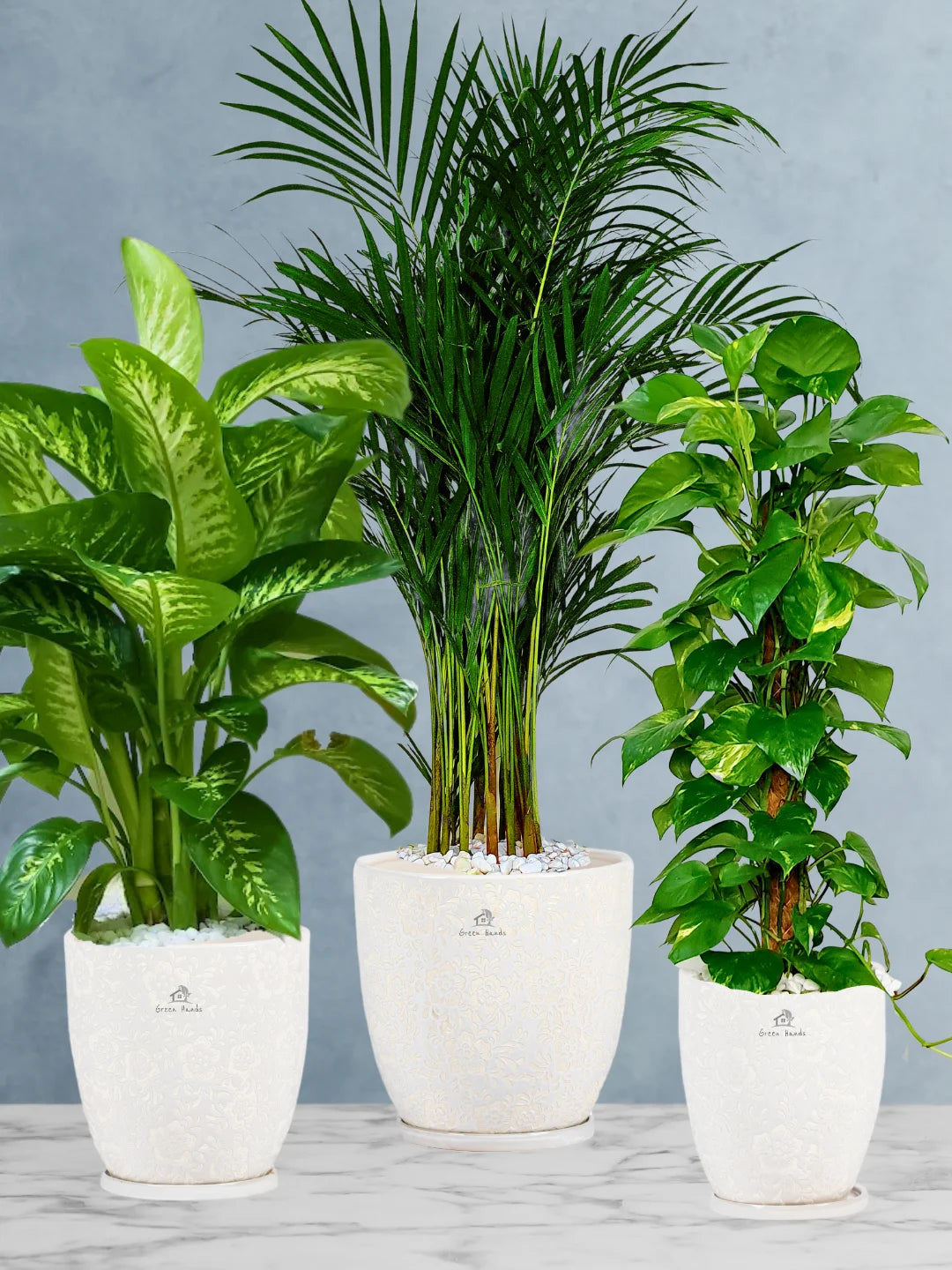 Areca-Money-Plant-Dieffenbachia-Plants-Bundle-Blossom-White-Pots