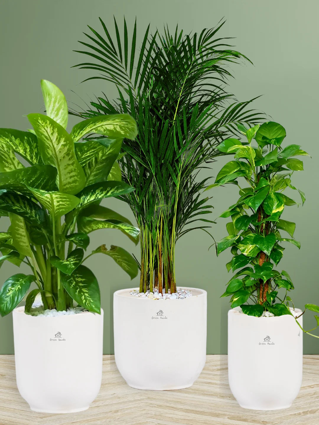 Areca-Money-Plant-Dieffenbachia-Plants-Bundle-Glossy-White-Pots