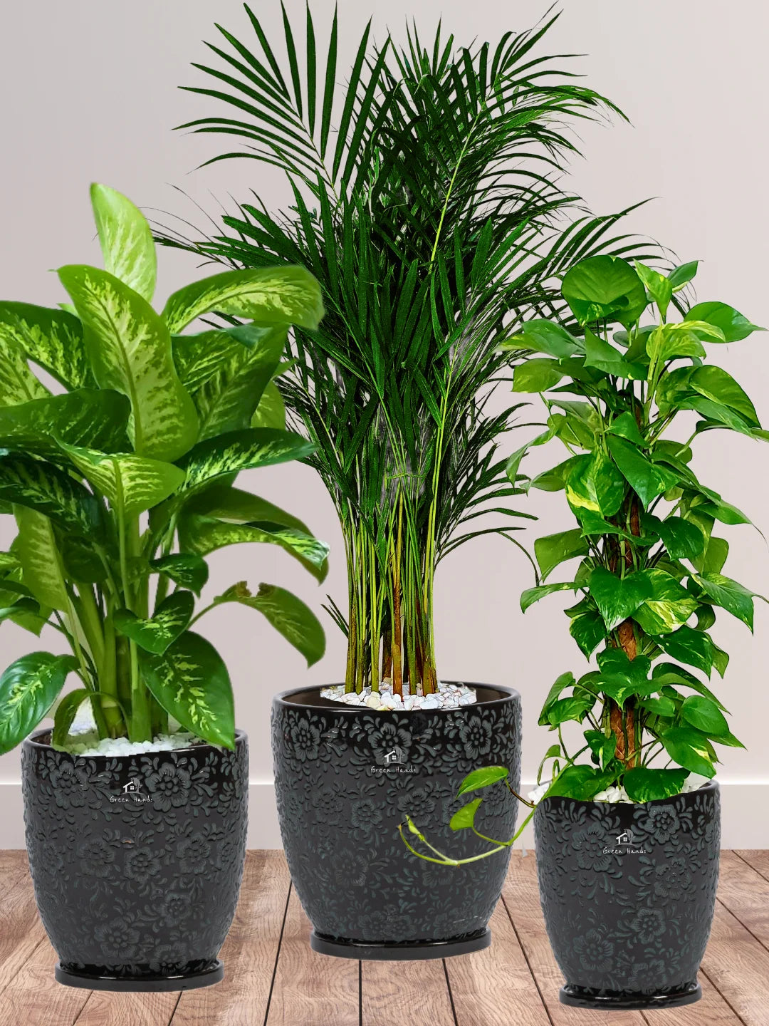 Areca-Money-Plant-Dieffenbachia-Plants-Bundle-Imari-Black-Floral-Pots