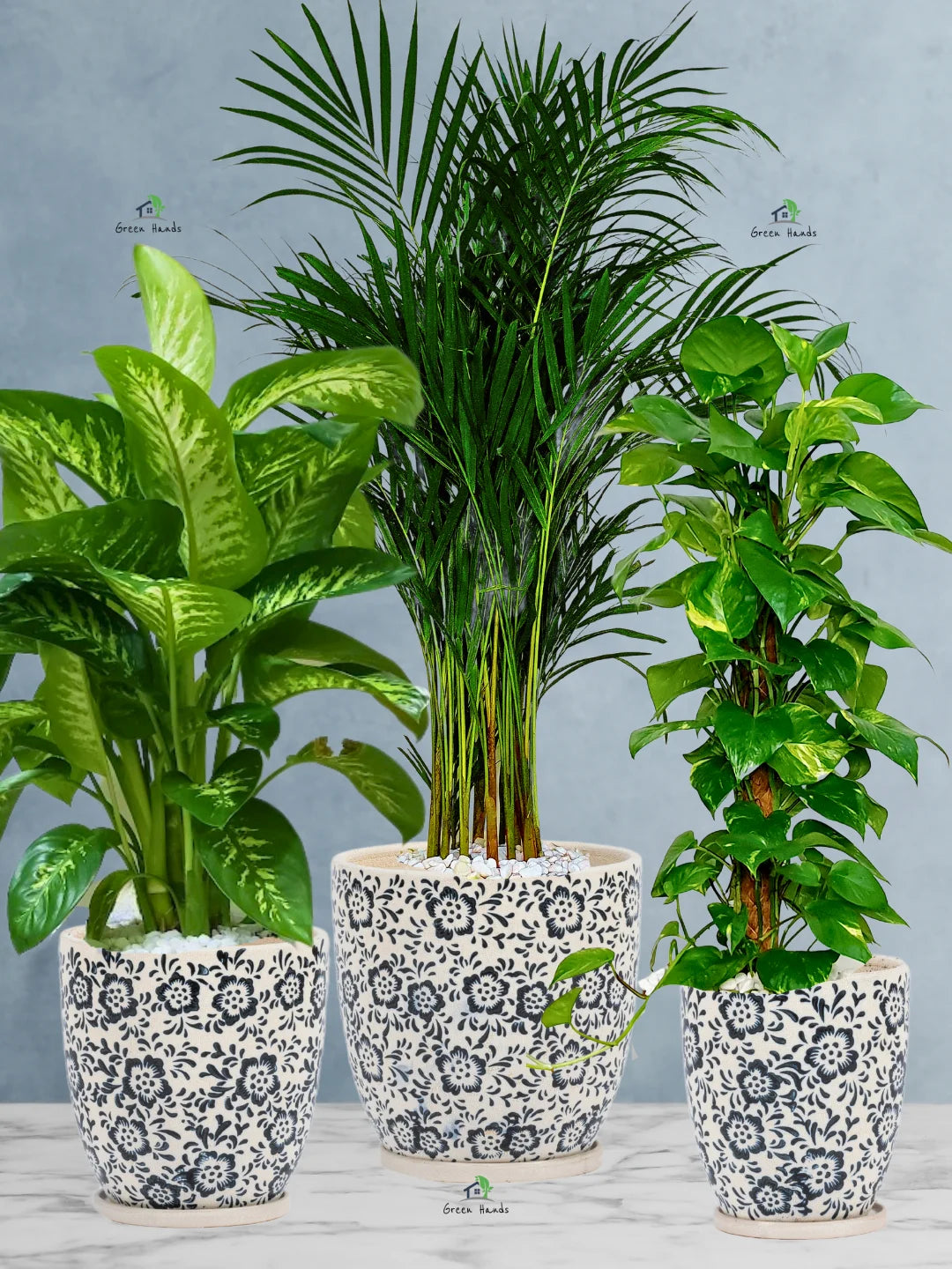 Areca-Money-Plant-Dieffenbachia-Plants-Bundle-Imari-Blue-Floral-Pots