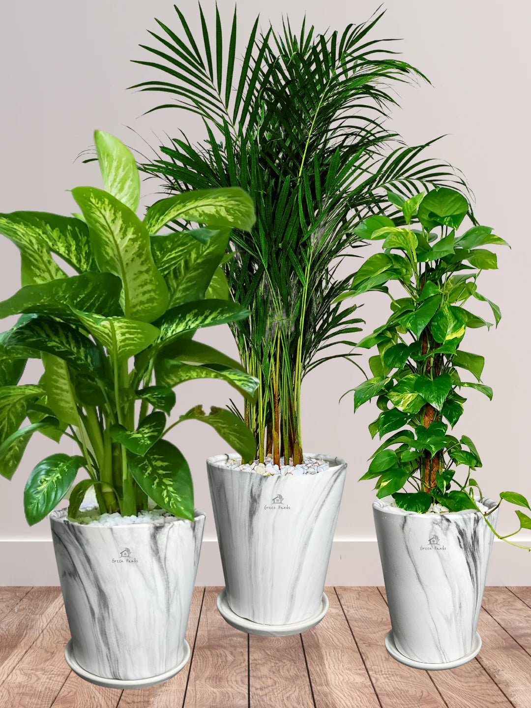 Areca-Money-Plant-Dieffenbachia-Plants-Bundle-Marble-Grey-Pots