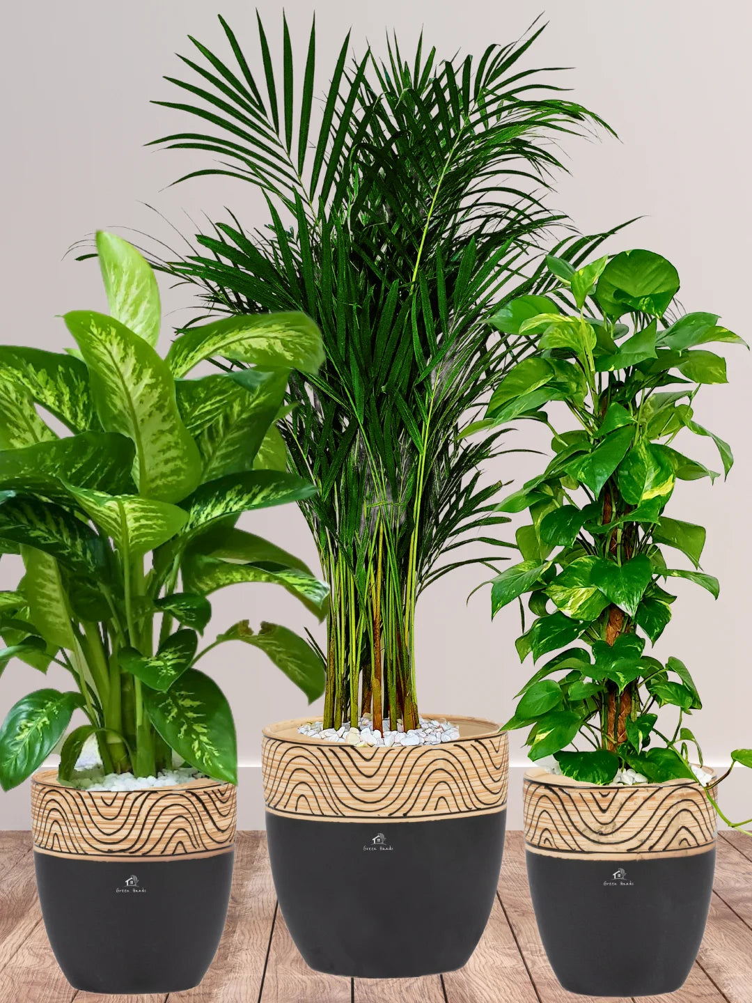 Areca-Money-Plant-Dieffenbachia-Plants-Bundle-Standard-Ceramic-Wooden-Black-Pots