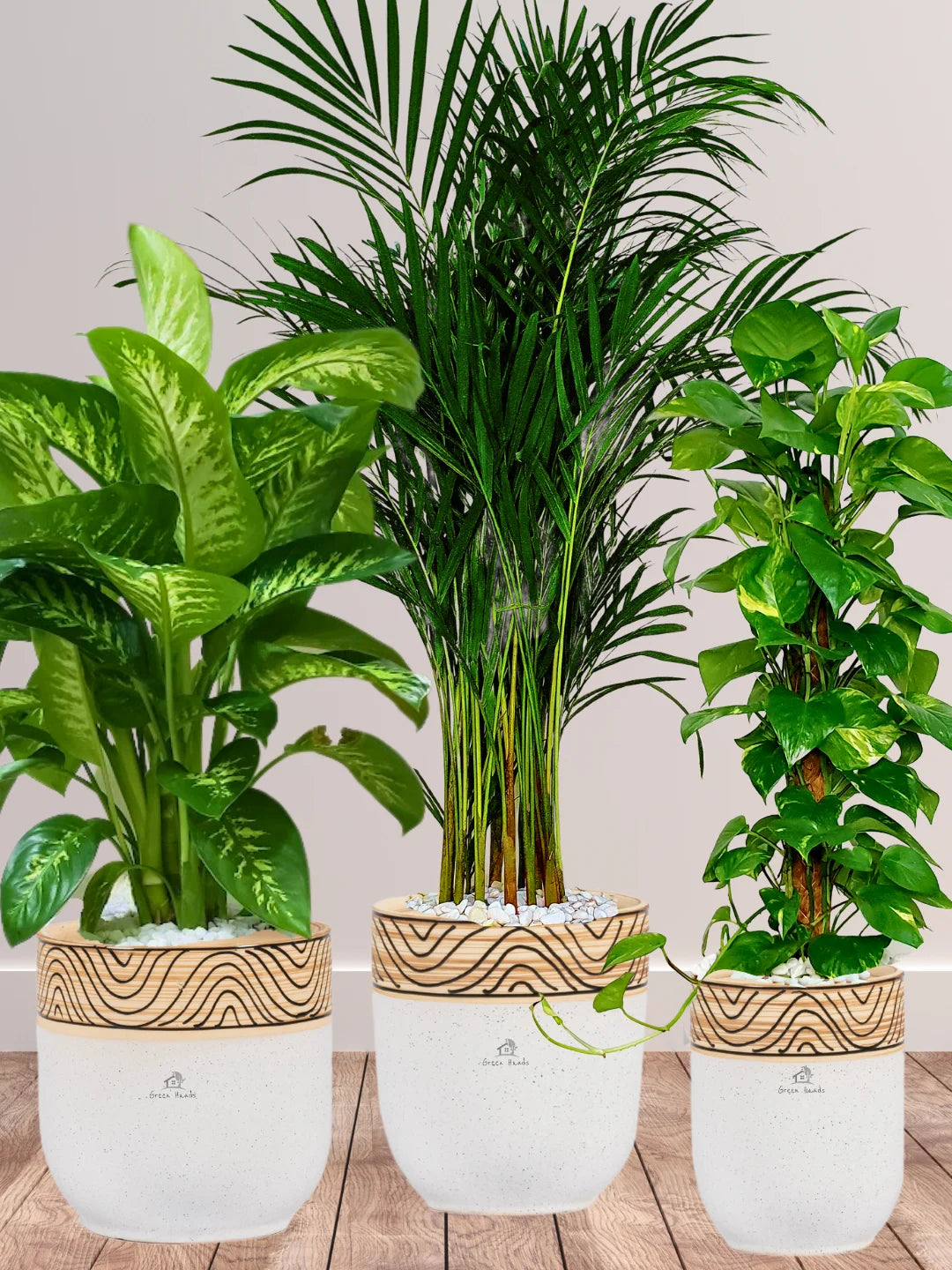 Areca-Money-Plant-Dieffenbachia-Plants-Bundle-Wooden-White-Pots