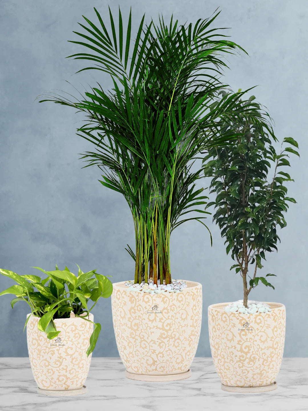 Potted Areca Palm, Benjamina, Money Plant | Three Plants Bundle in Premium Beige Floral Ceramic Pots