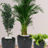 Areca_Benjamina_MoneyPlantsBundle-ImariBlackFloralPots Potted Areca Palm, Benjamina, Money Plant | Three Plants Bundle in Premium Imari Black Floral Ceramic Pots