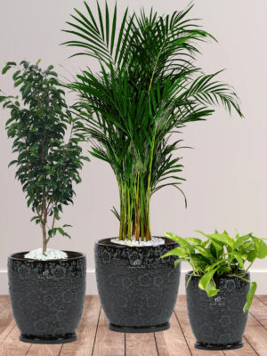 Areca_Benjamina_MoneyPlantsBundle-ImariBlackFloralPots Potted Areca Palm, Benjamina, Money Plant | Three Plants Bundle in Premium Imari Black Floral Ceramic Pots