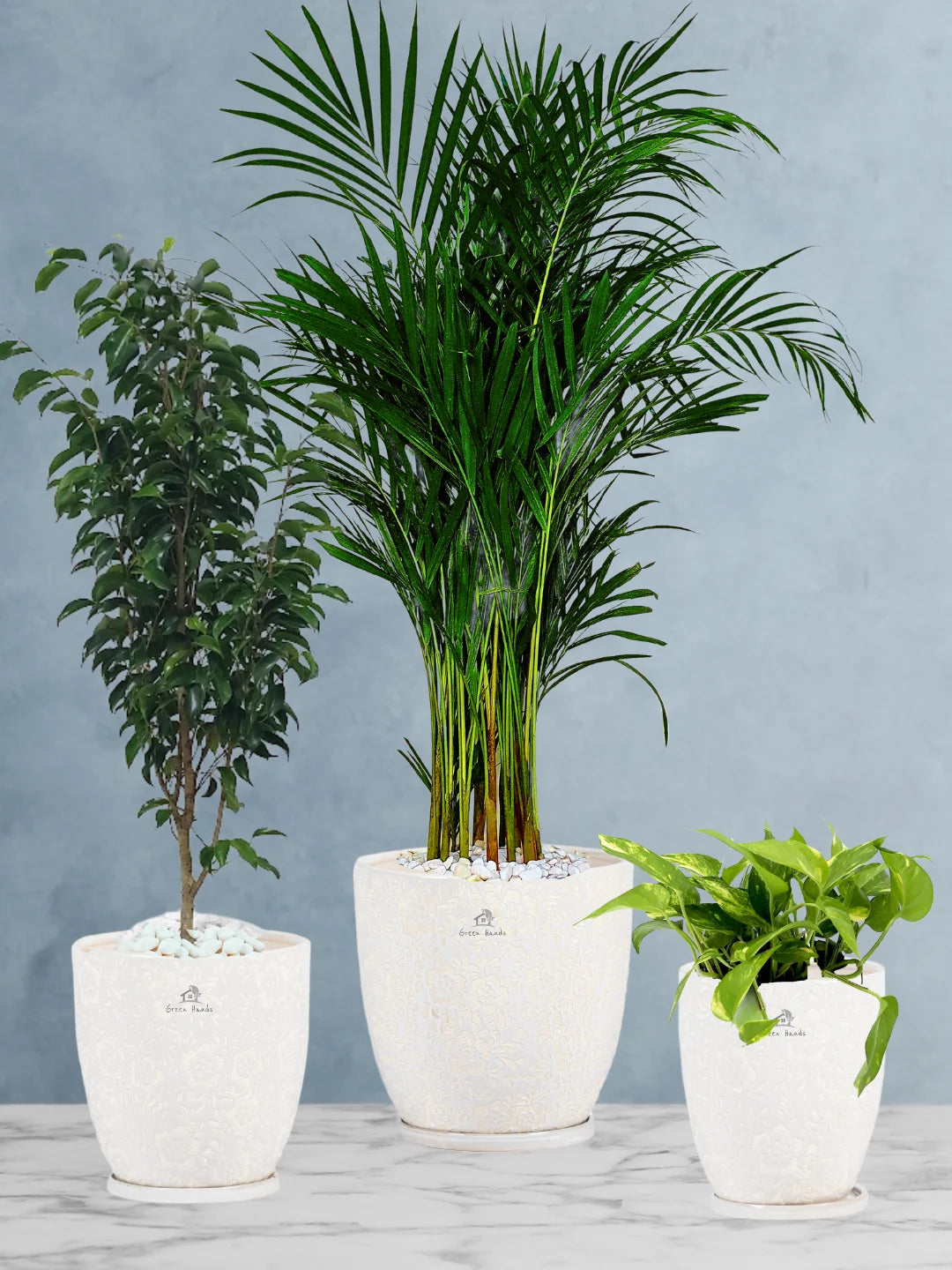 Potted Areca Palm, Benjamina, Money Plant | Three Plants Bundle in Premium Blossom White Ceramic Pots