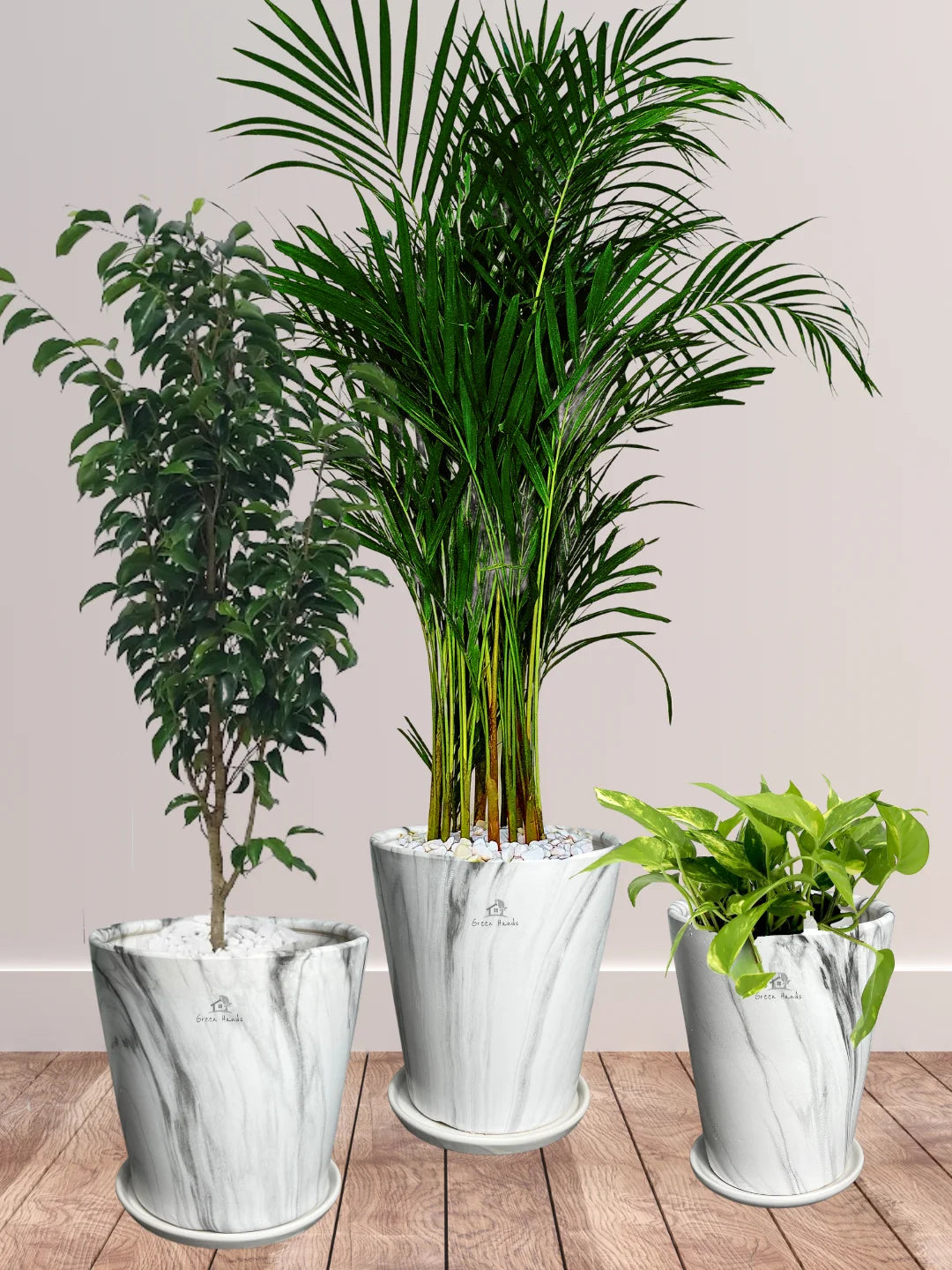 Potted Areca Palm, Benjamina, Money Plant | Three Plants Bundle in Premium Marble Ceramic Pots