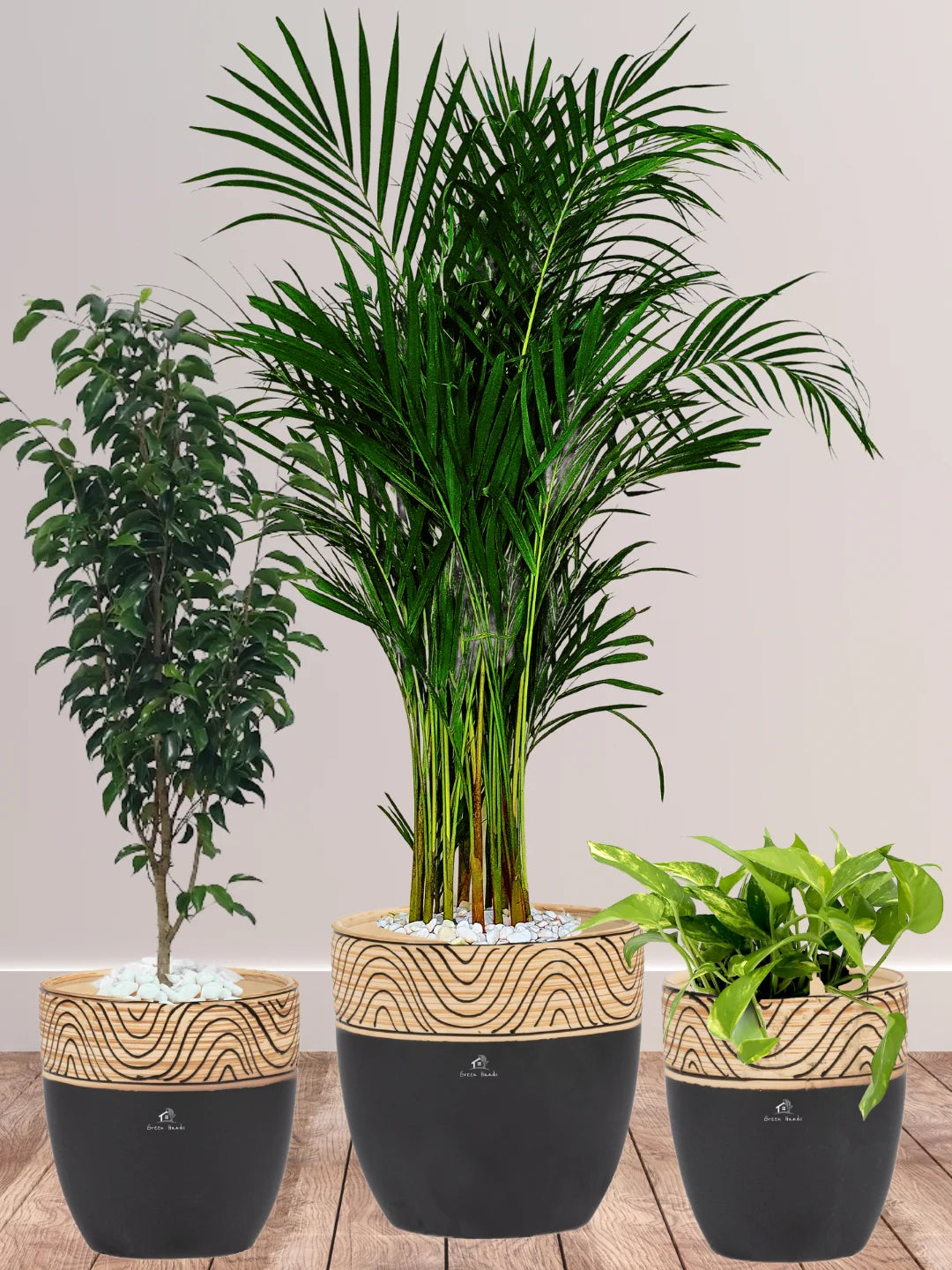 Potted Areca Palm, Benjamina, Money Plant | Three Plants Bundle in Wooden Black Ceramic Pots