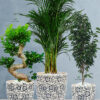 Areca_SBonsai_FigPlantsBundle-ImariBlueFloralPots Premium Plants Bundle - Areca Palm, Ficus Benjamina, S Bonsai Tree in Premium Imari Blue Floral Ceramic Pots