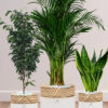 Areca_Snake_FigPlantsBundle-WoodenWhite Potted Large Areca Palm, Snake, Ficus Benjamina | Three Plants Bundle in Wooden White Ceramic Pots