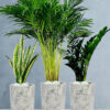 Potted Large Areca Palm, Snake, ZZ  Plants in Tall Marble Ceramic Pots Bundle