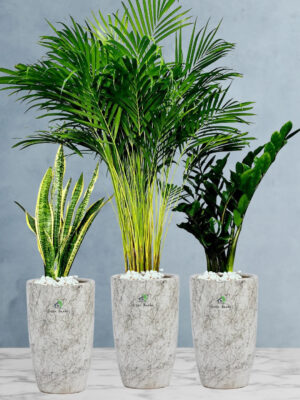 Potted Large Areca Palm, Snake, ZZ Plants in Tall Marble Ceramic Pots Bundle