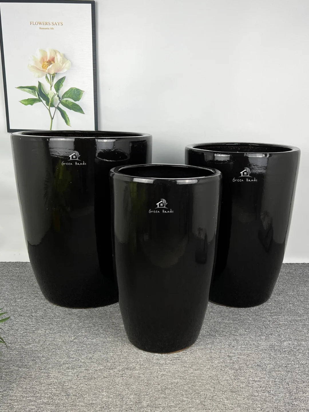 Corporate Office Bundle 8 Premium Plants | Low Light - Image 2