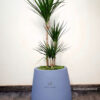 BluesnHues06-2 Large Potted Dracaena Marginata - An Elegant Addition to Your Indoor Jungle Green Hands