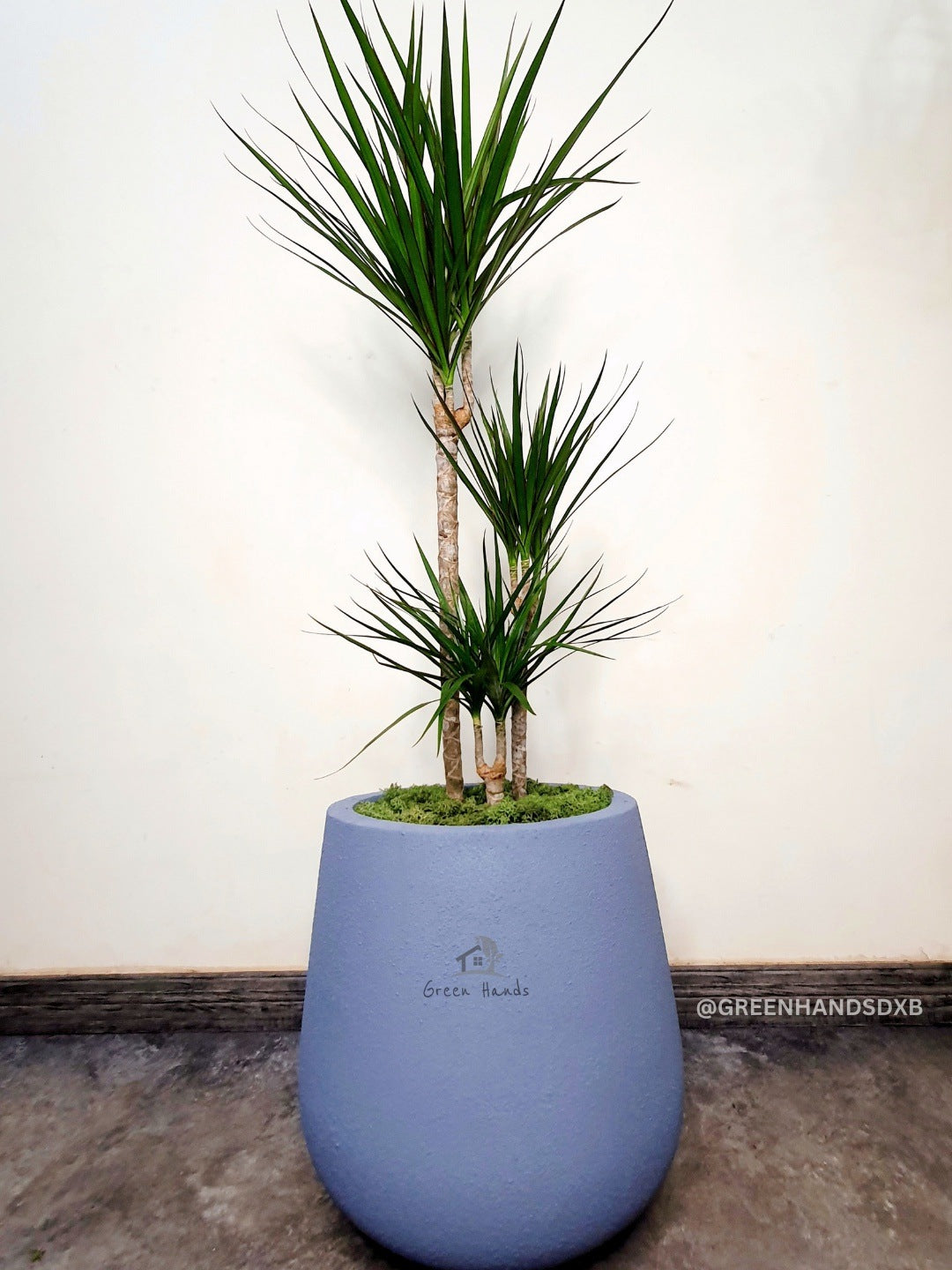 Large Potted Dracaena Marginata - An Elegant Addition to Your Indoor Jungle Green Hands