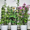 BougainvilleaFence dubai garden center Three Potted Local Bougainvillea Plants Combo | Unbreakable Pots green hands