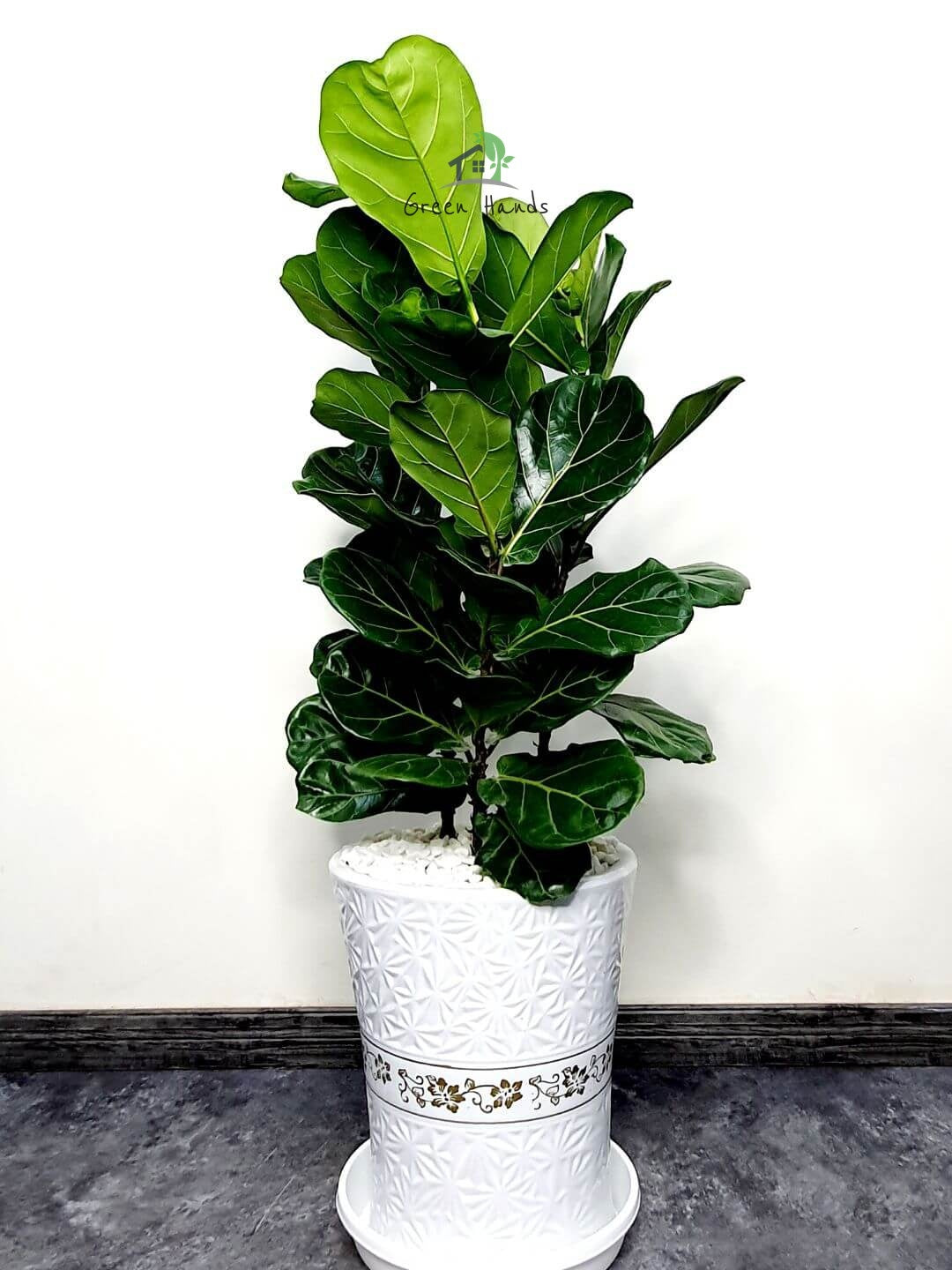 Potted Fiddle Leaf Fig or Ficus Lyrata Plant 130-150cm Planted in Ceramic Pot White Finished