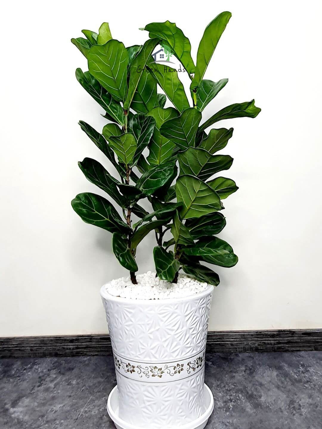 Potted Fiddle Leaf Fig or Ficus Lyrata Plant 100-120cm Planted in Ceramic Pot White Finished