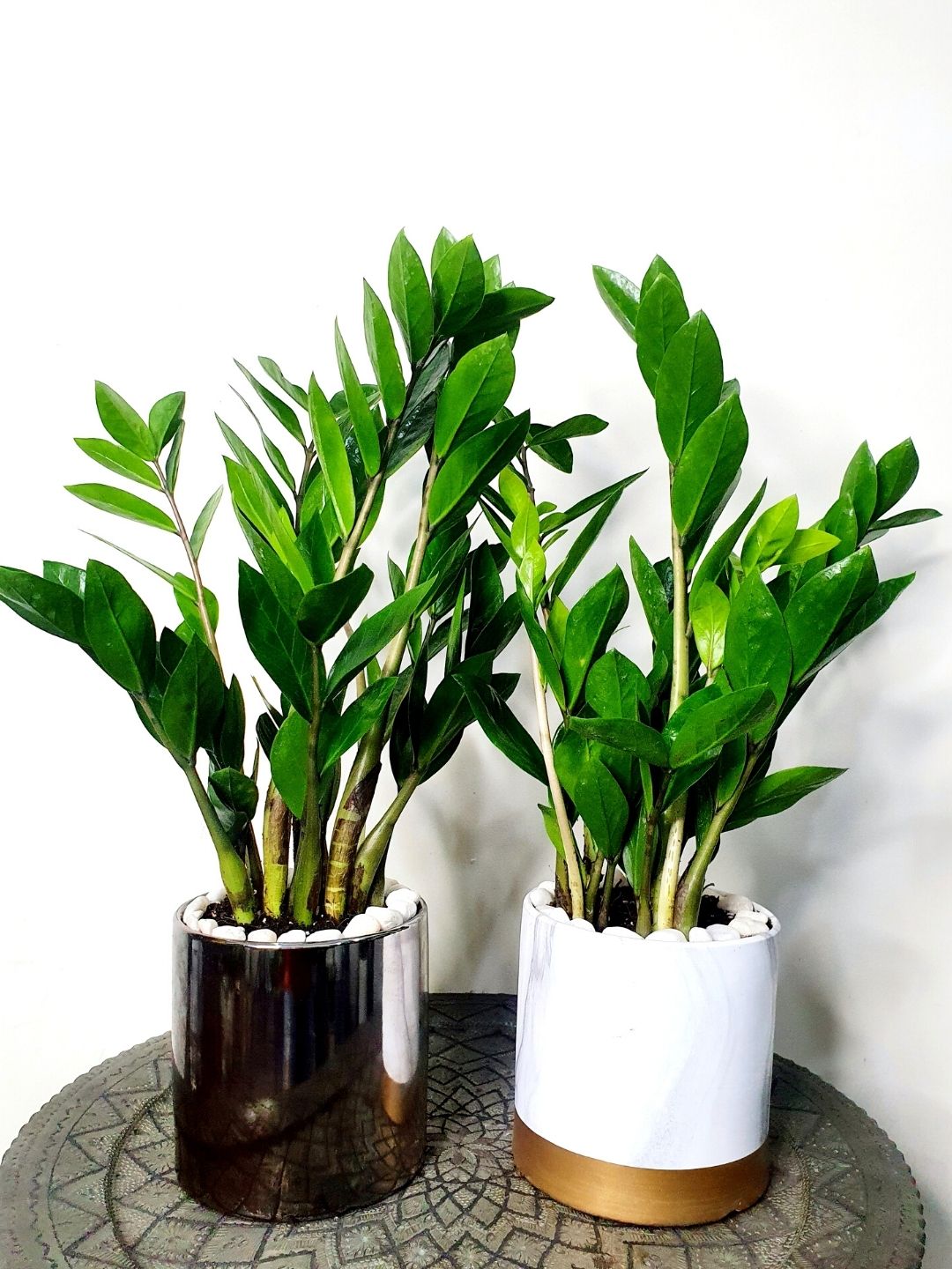 Desktop Potted ZZ or Zamia Plant Planted in Marble Pot