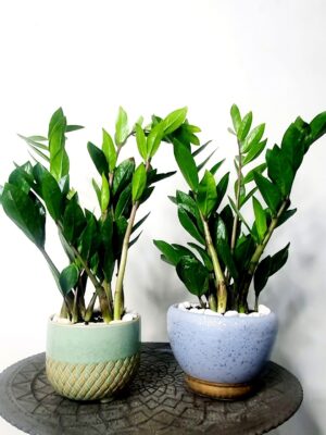 CalatheaPeacockinTallCeramicPot-GreenHands_6 Desktop Potted ZZ or Zamia Plant Planted in White Pot