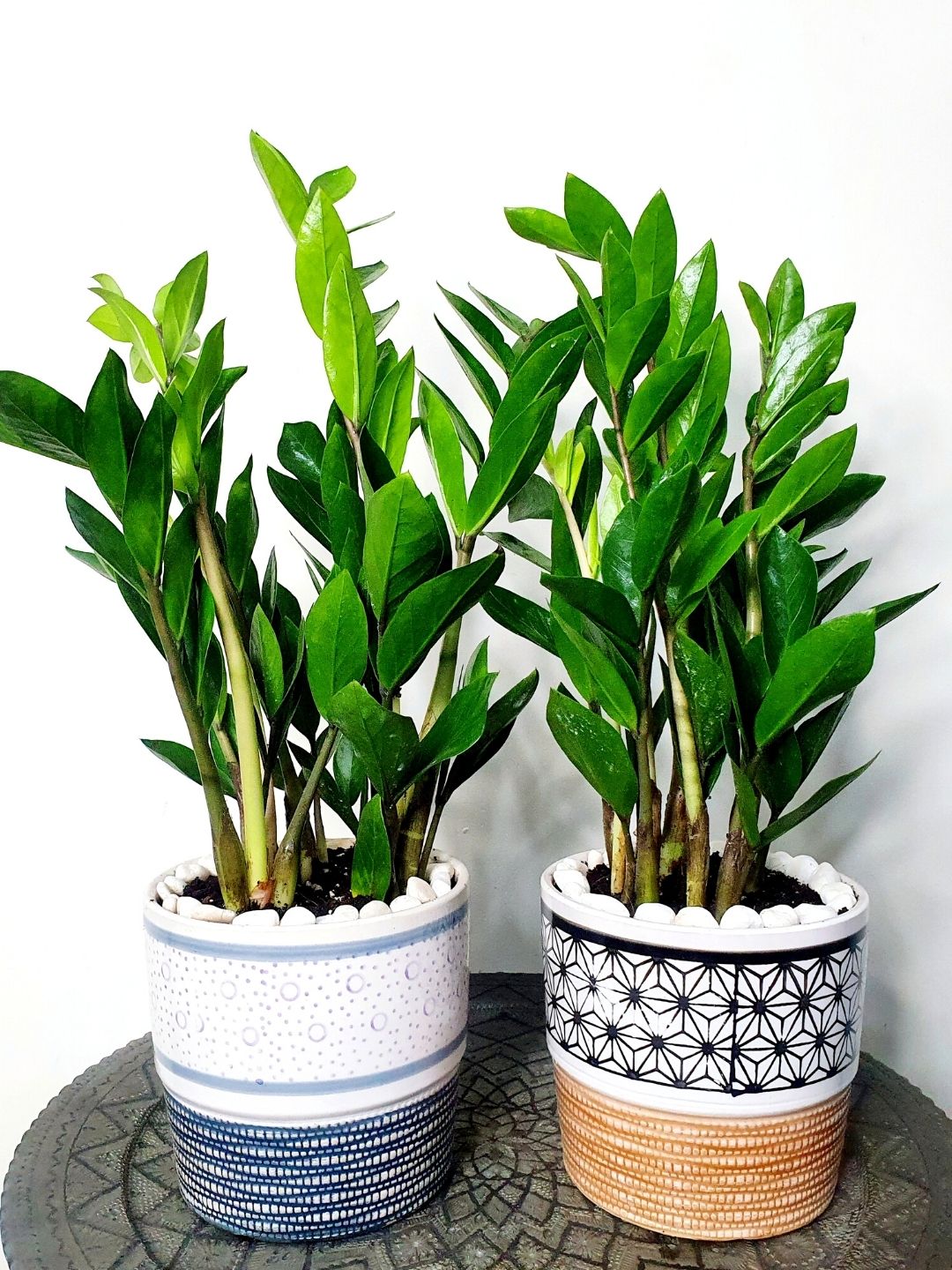 Desktop Potted ZZ or Zamia Plant Planted in Grey Pot