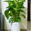 XL Potted Dieffenbachia in White Ceramic Pot: The Elegant Indoor Plant