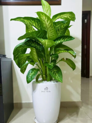 XL Potted Dieffenbachia in White Ceramic Pot: The Elegant Indoor Plant