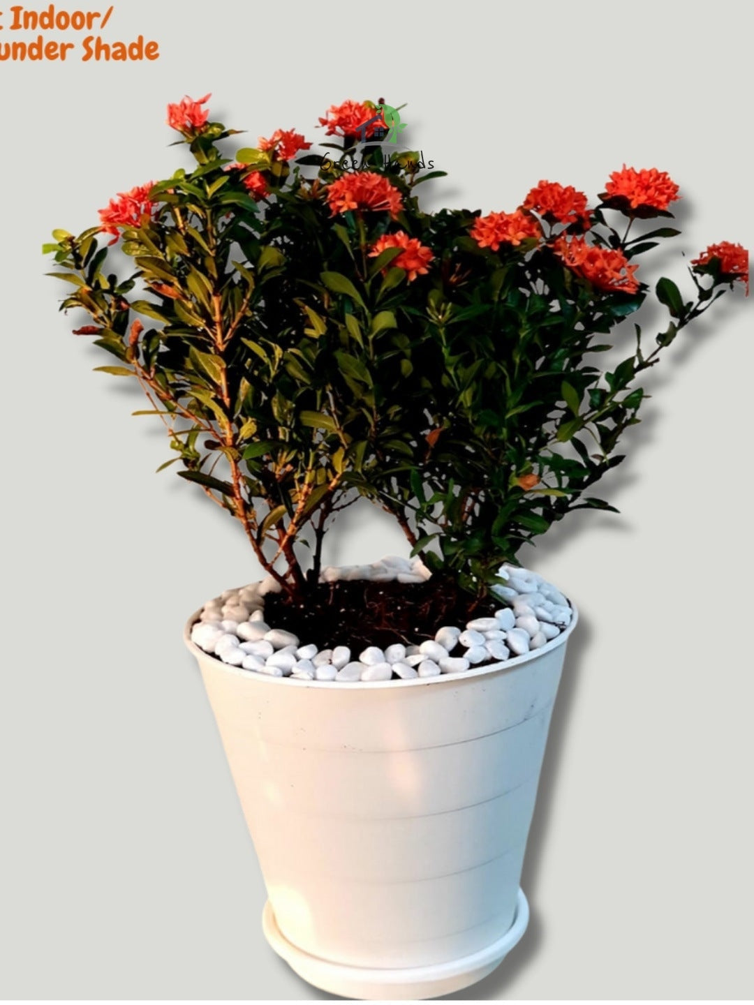 Stunning Red & Red Dual Ixoras - 365 Days Flowering Plants in Sleek White Pots