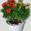 Dual-Ixoras-Red-Yellow-Plant-White-Flexible-Pot-3 Stunning Red & Yellow Dual Ixoras - 365 Days Flowering Plants in Sleek White Pots