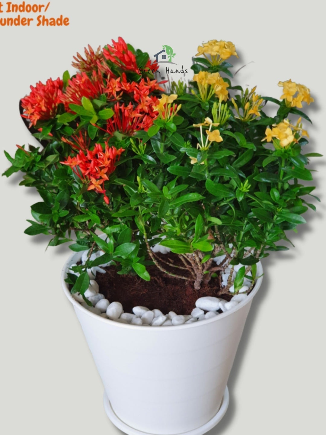 Stunning Red & Yellow Dual Ixoras - 365 Days Flowering Plants in Sleek White Pots