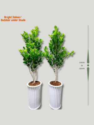 Set of 2 Potted Ficus Pandas 110-130cm Planted in White Pot
