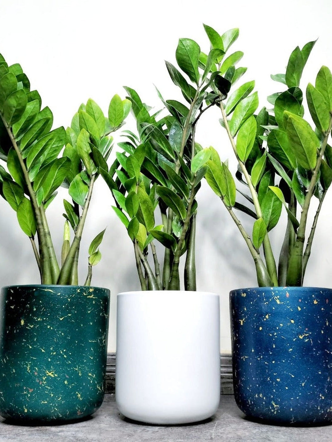 Potted zz or zamia plants in ceramic pots 70cm