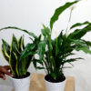 IMG-20230425-WA0085 Potted Peace Lily & Snake Plant | Beginner Set Planted in White Ceramic Pot