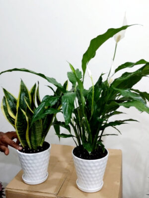 Potted Peace Lily & Snake Plant | Beginner Set Planted in White Ceramic Pot