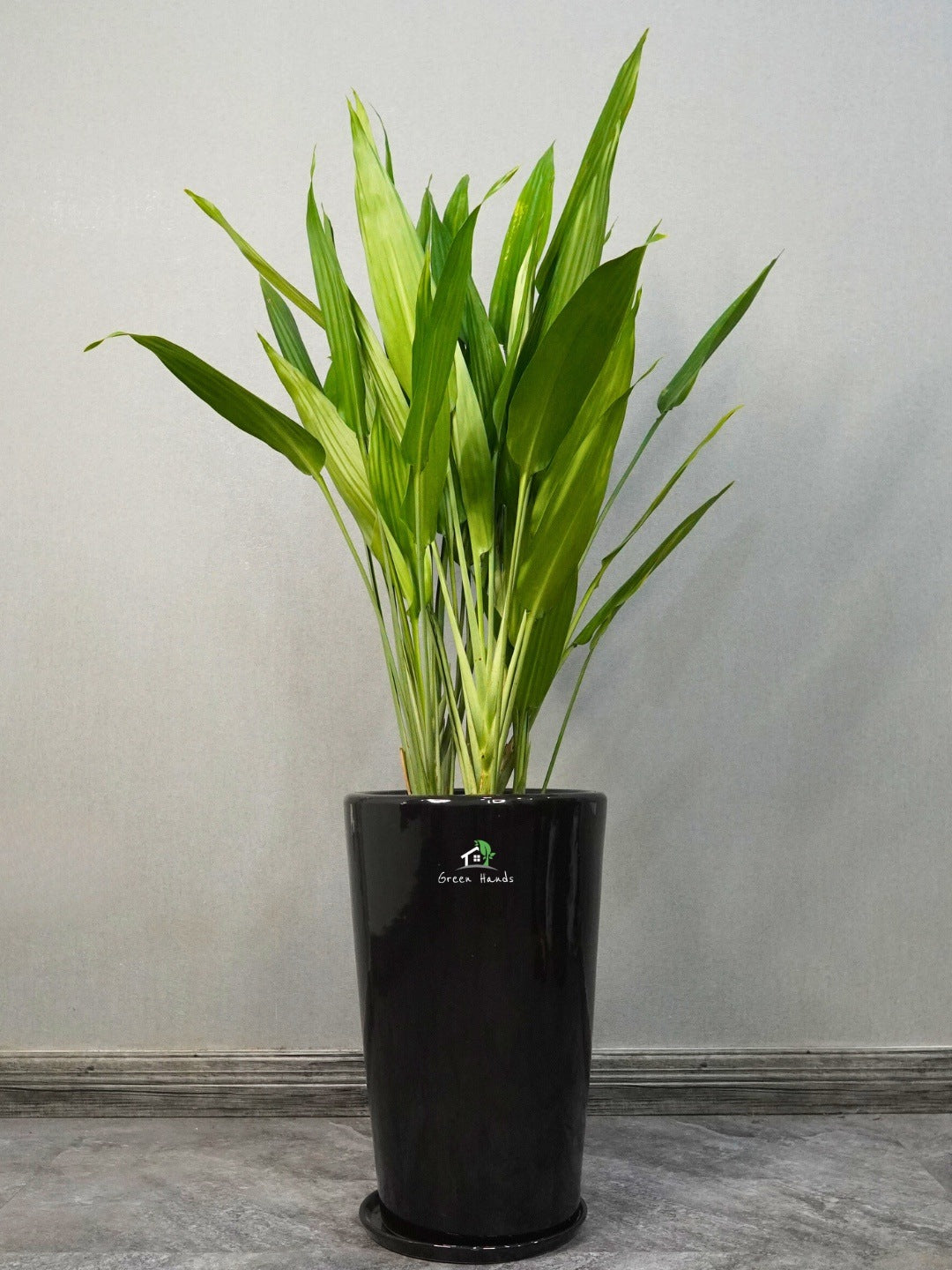 Kids and Pets Friendly Large Cast Iron Plant in Premium Ceramic Pot Green Hands