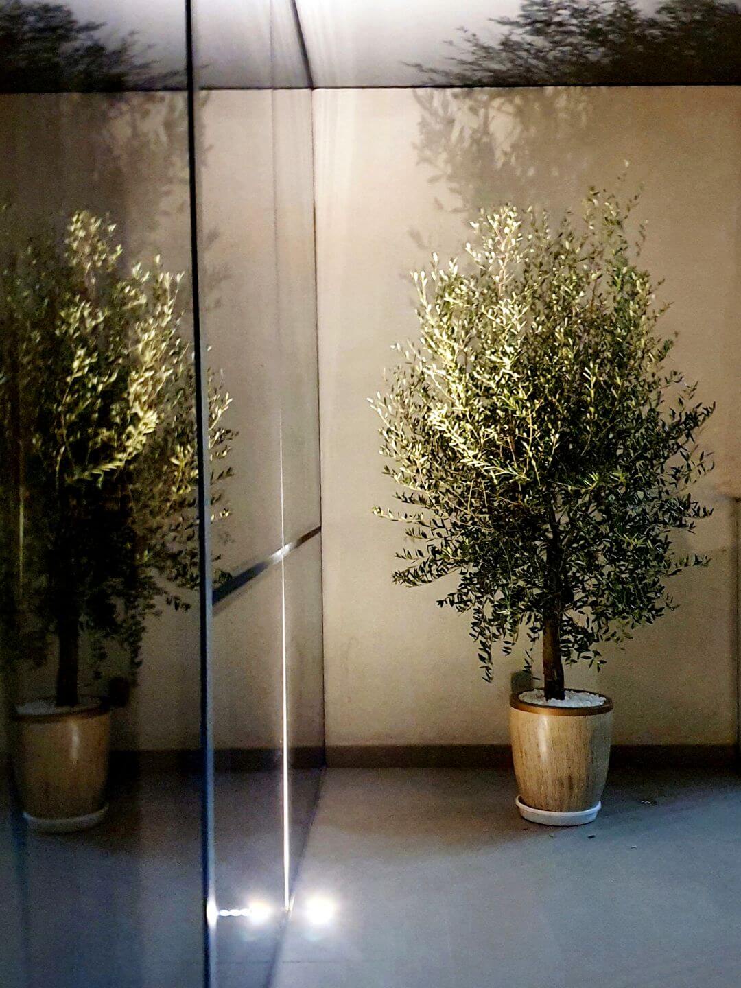 Potted Outdoor Olive Tree Planted in Fiber Pot Pot