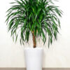 MultiHeadDracaena-1-4 Potted Multi Head Dracaena Planted in Ceramic White Pot