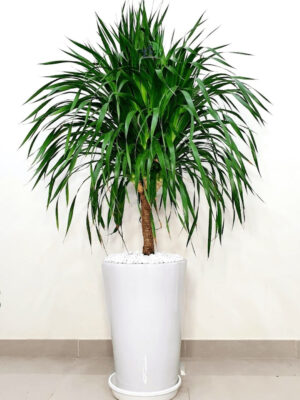 MultiHeadDracaena-1-4 Potted Multi Head Dracaena Planted in Ceramic White Pot