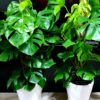 Office11 Potted Monstera Delicosia or Cheese Plant Planted in White Pot