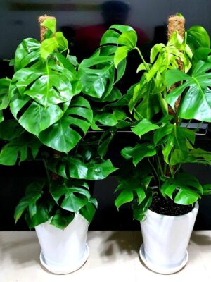 Potted Monstera Delicosia or Cheese Plant Planted in White Pot