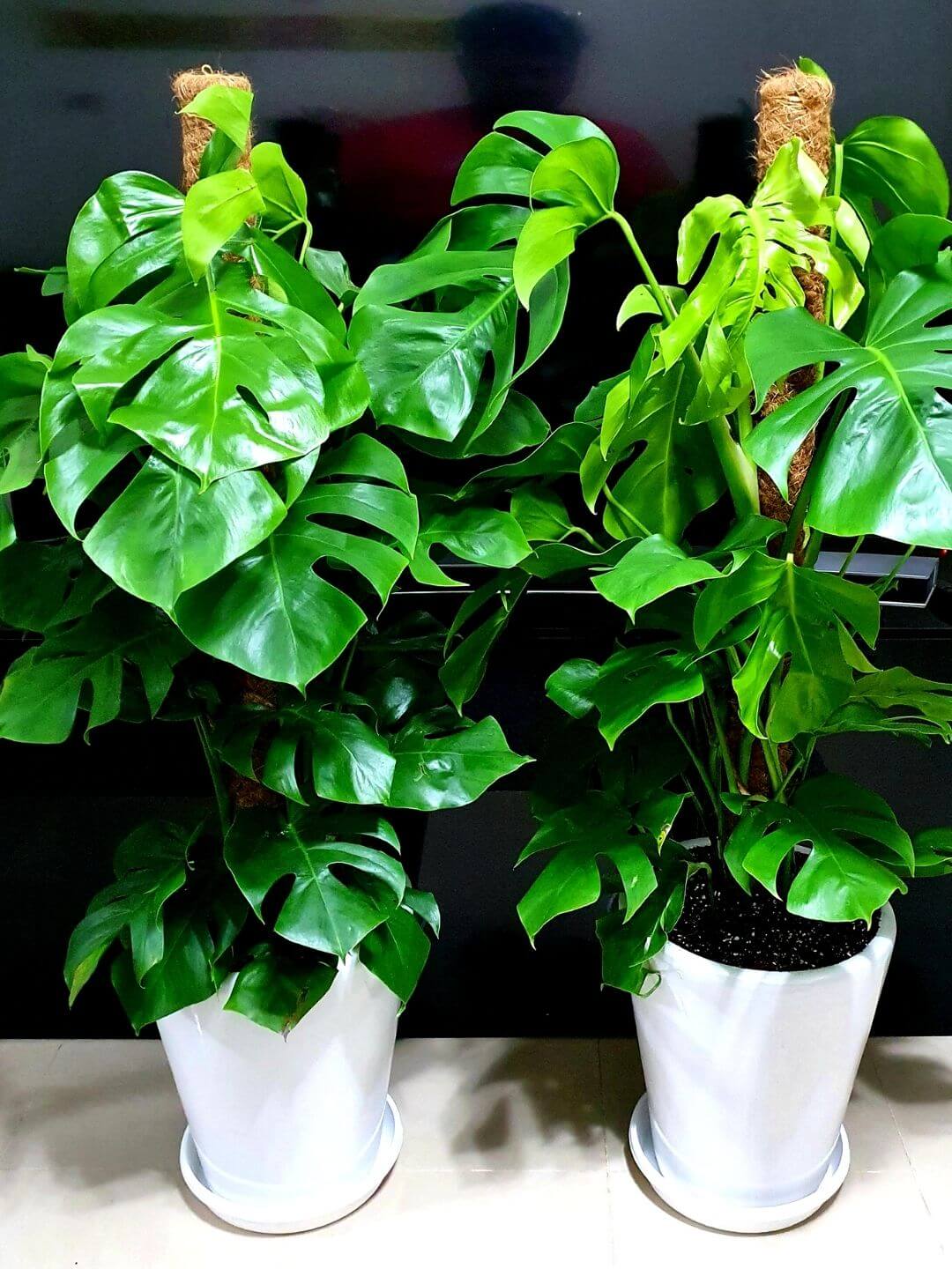 Potted Monstera Delicosia or Cheese Plant Planted in White Pot
